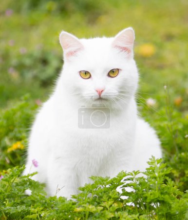Foto de Gato blanco en prado verde, vista de cerca - Imagen libre de derechos