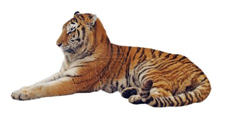 Téléchargez les photos : Repos tigre isolé sur blanc - en image libre de droit