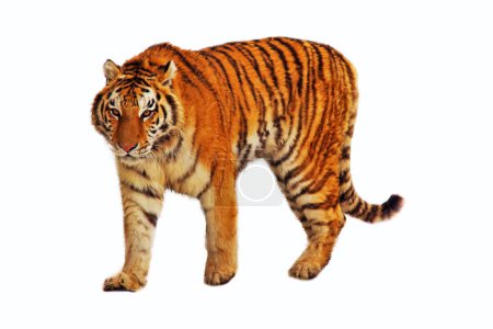 Téléchargez les photos : Tigre marchant isolé sur blanc - en image libre de droit