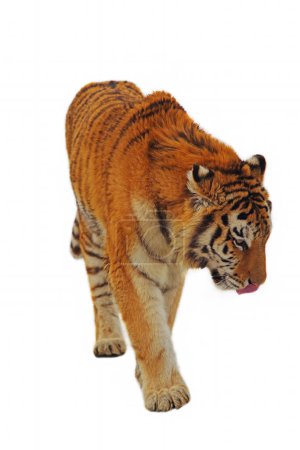 Téléchargez les photos : Beau tigre isolé sur blanc - en image libre de droit