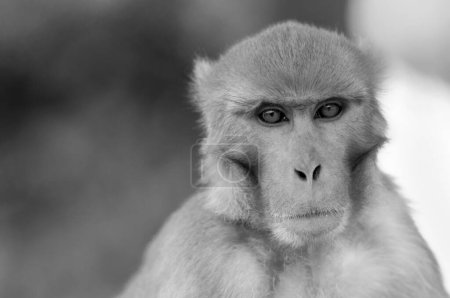 Téléchargez les photos : Portrait de singe, traité en Bw - en image libre de droit