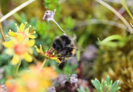 Téléchargez les photos : Bombus ruderarius, communément appelé l'abeille carder à queue rouge - en image libre de droit