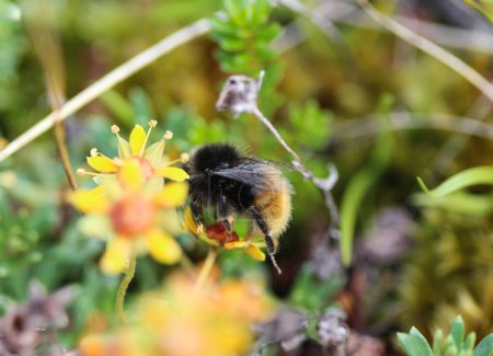 Photo for Bombus ruderarius, commonly known as the red shanked carder bee - Royalty Free Image