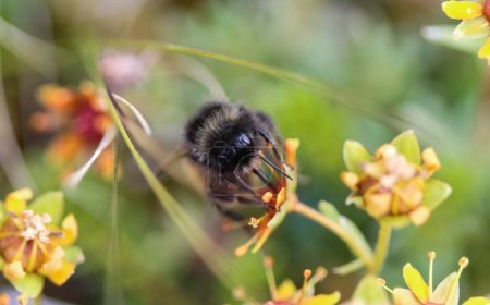 Foto de Bombus ruderarius, comúnmente conocida como la abeja carnero de caña roja - Imagen libre de derechos