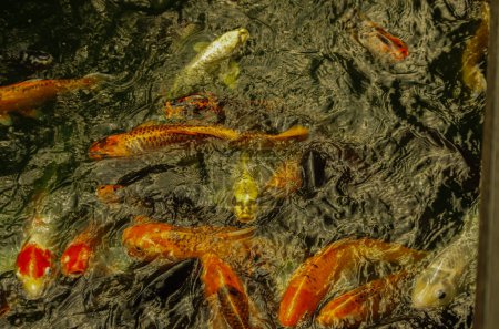 Téléchargez les photos : Beaucoup de poissons oranges demandent de la nourriture, de l'eau - en image libre de droit