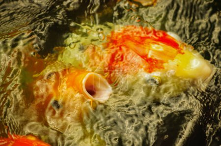 Téléchargez les photos : Poisson orange dans l'eau vue rapprochée - en image libre de droit