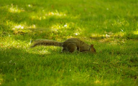 Foto de La ardilla come en la hierba verde en medio del día - Imagen libre de derechos