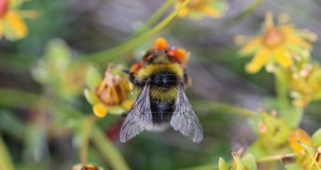Photo for Bombus cryptarum, also know as the cryptic bumblebee - Royalty Free Image