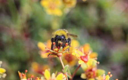 Foto de Bombus cryptarum, también conocido como el abejorro críptico - Imagen libre de derechos