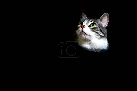 Foto de Gato sobre un fondo negro - Imagen libre de derechos