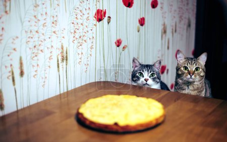 Téléchargez les photos : Cats are sitting near the cake - en image libre de droit