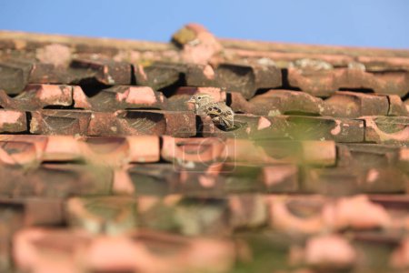 Téléchargez les photos : Moineau sur un toit fermer - en image libre de droit