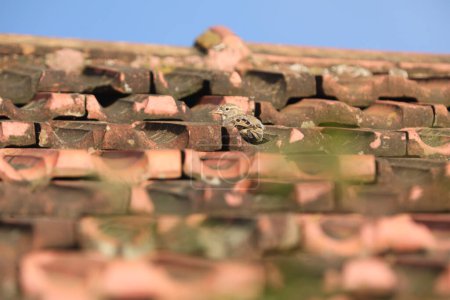 Photo for Sparrow on a roof close up - Royalty Free Image