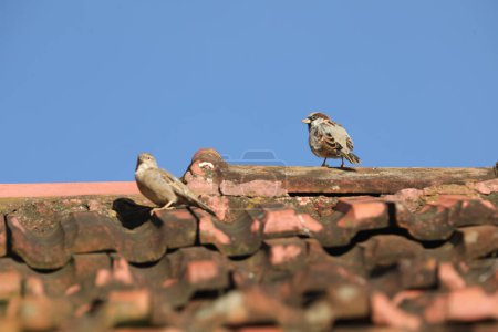 Foto de Gorriones en la construcción de techo con cielo azul en el fondo - Imagen libre de derechos