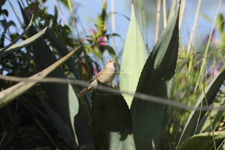 Foto de Lindo Gorrión. Pájaro en la naturaleza - Imagen libre de derechos