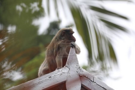 Closeup of Monkey close up
