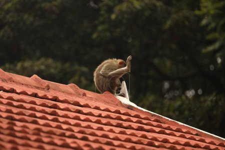 Photo for Closeup of Monkey on roof - Royalty Free Image