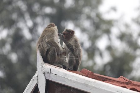 Foto de Retrato de la familia de monos - Imagen libre de derechos