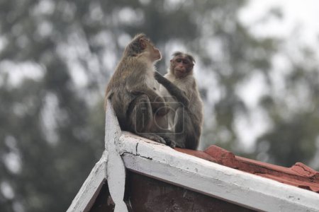 Photo for Portrait of monkeys family - Royalty Free Image
