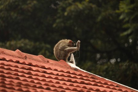 Photo for Closeup of Monkey on the roof - Royalty Free Image