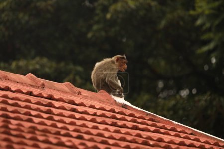 Photo for Closeup of Monkey on the roof - Royalty Free Image