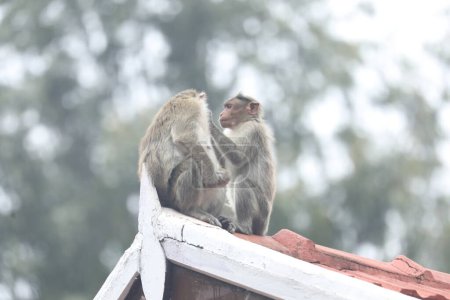 Photo for Close up of Monkeys - Royalty Free Image