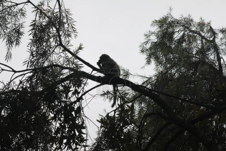 Closeup of monkey on tree