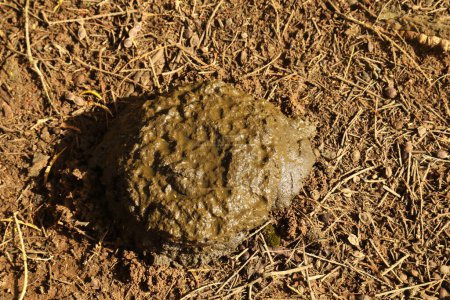Photo for Cow Dung in fields - Royalty Free Image