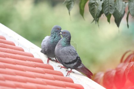 Téléchargez les photos : Colombes assis sur le toit de la maison avec un fond naturel flou - en image libre de droit