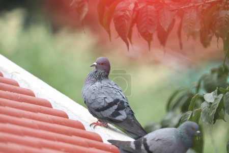Téléchargez les photos : Deux colombes assis sur le toit de la maison - en image libre de droit
