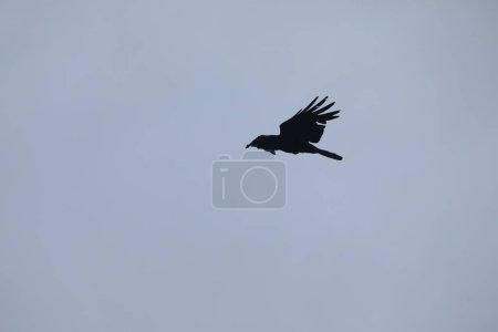 Photo for Bird flying in sky - Royalty Free Image