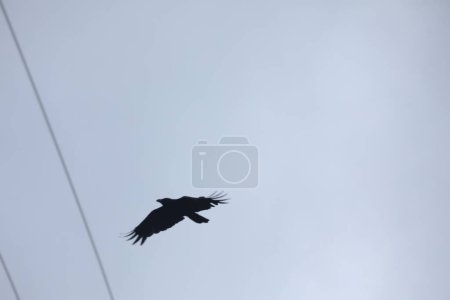 Téléchargez les photos : Oiseau volant dans le ciel - en image libre de droit