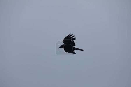 Foto de Pájaro volando en el cielo - Imagen libre de derechos
