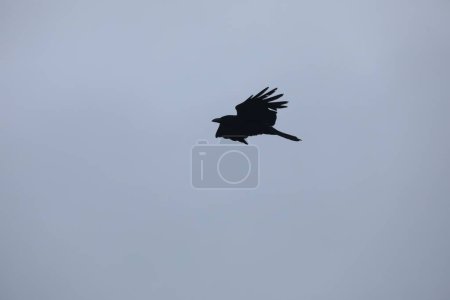 Foto de Pájaro volando en el cielo - Imagen libre de derechos
