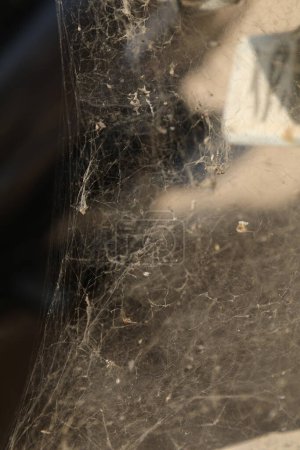 Téléchargez les photos : Scary Spider Web gros plan - en image libre de droit