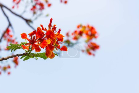 Foto de Naranja Caesalpinia pulcherrima. Hermoso fondo floral - Imagen libre de derechos