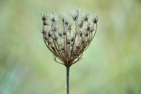 Foto de Una flor seca vista de cerca - Imagen libre de derechos