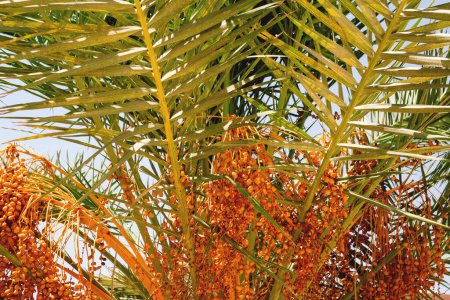 Photo for Fruits of the date palm hanging among the leaves. - Royalty Free Image