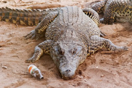 Foto de "Cocodrilo cubano (Crocodylus rhombifer) yace en la arena con una botella vacía cerca de ella. Tiene la gama más pequeña de cocodrilos y solo se puede encontrar en Cuba en el pantano Zapata" - Imagen libre de derechos
