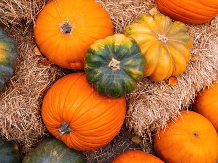 Photo for Many colorful pumpkins. Halloween concept - Royalty Free Image