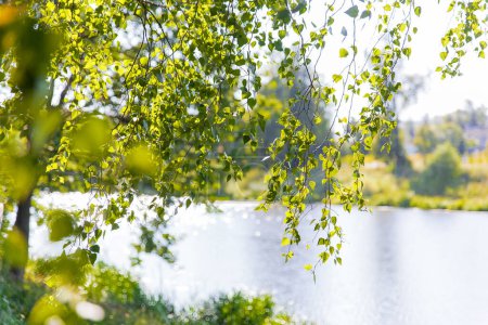 Photo for Natural summer background - bright green birch leaves above sparkling water. Moscow, Russia. - Royalty Free Image