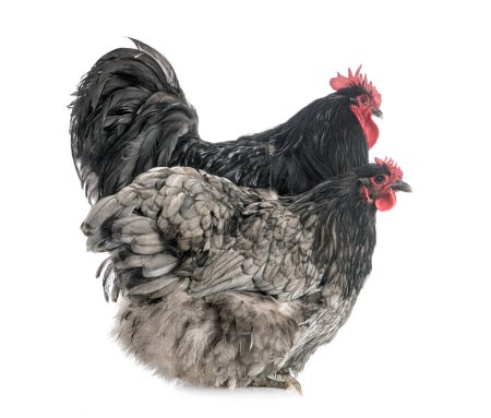 Foto de Dos pollos orpington de pie en el estudio - Imagen libre de derechos