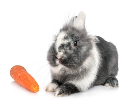 Photo for Dwarf rabbit in studio, close up - Royalty Free Image