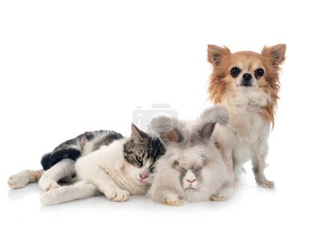 Photo for Rabit, cat and chihuahua - Royalty Free Image