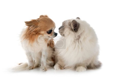 Photo for Birman cat and dog in studio - Royalty Free Image