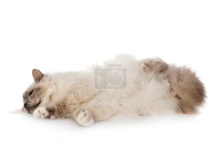 Photo for Birman cat in studio - Royalty Free Image