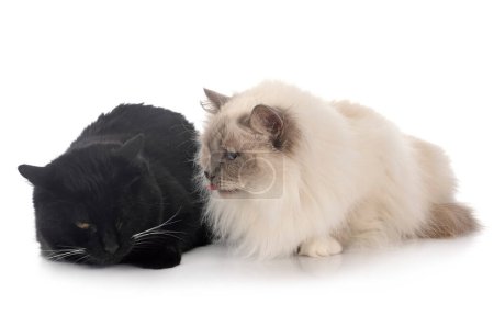 Photo for Birman cat and stray cat - Royalty Free Image