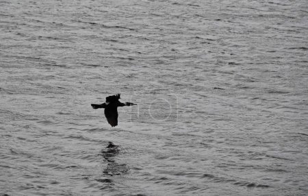 Foto de Gran cormorán negro volando sobre el agua - Imagen libre de derechos