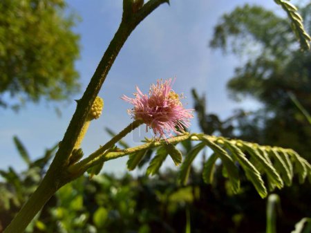 Foto de Mimosa pigra con fondo natural. Mimosa pigra es una especie de árbol de la familia Fabaceae en el orden de los Perciformes. - Imagen libre de derechos