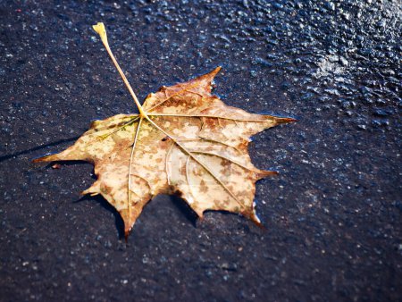 Photo for Fallen leaf on the wet sidewalk - Royalty Free Image